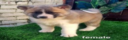 Akita dogs for sale: Akita pups  in Sunderland - Advert 6
