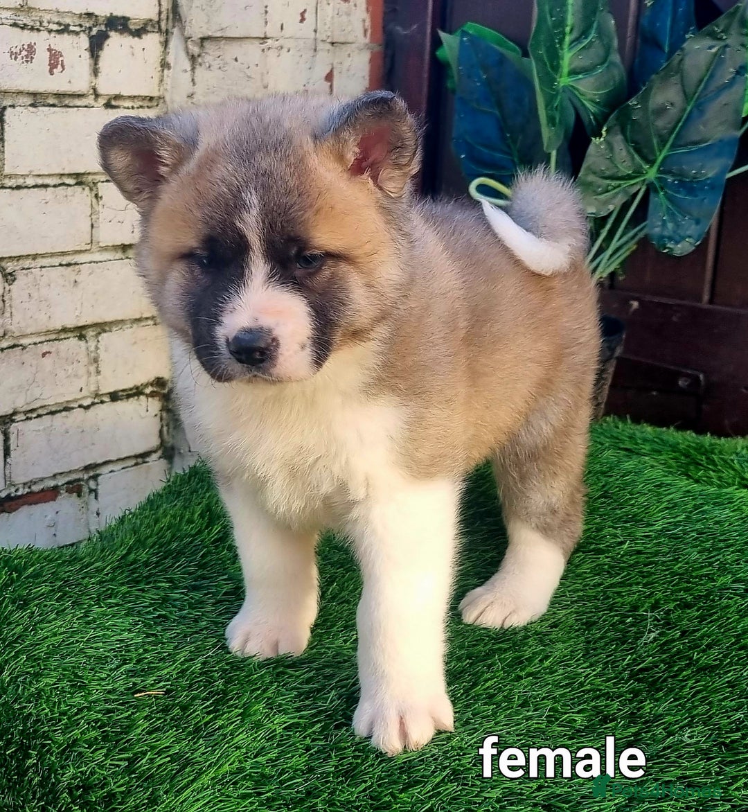 Akita dogs for sale: Akita pups  in Sunderland - Advert 6
