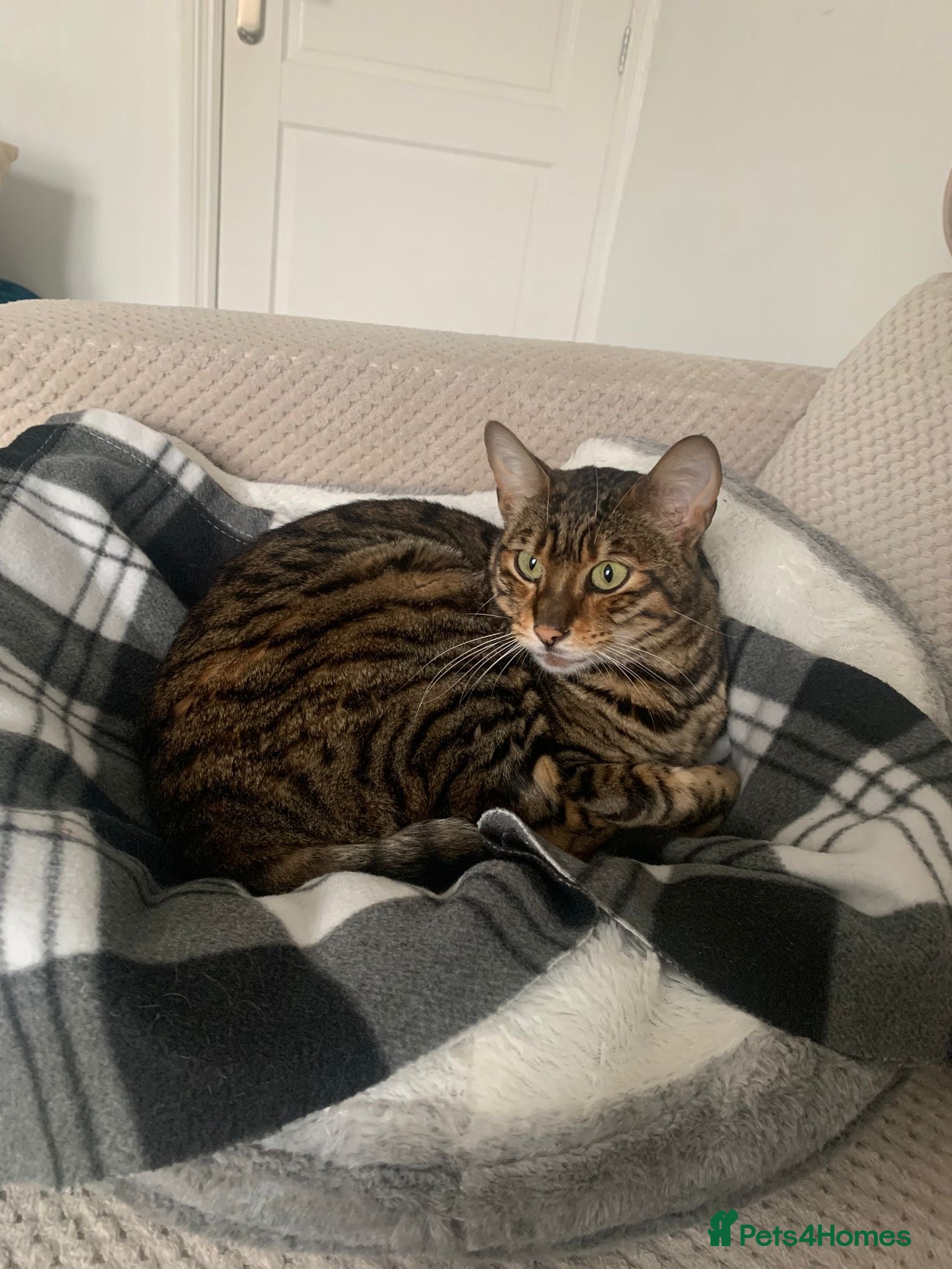 Toyger cats 2 3 year old toyger cats available for free  - Advert 2