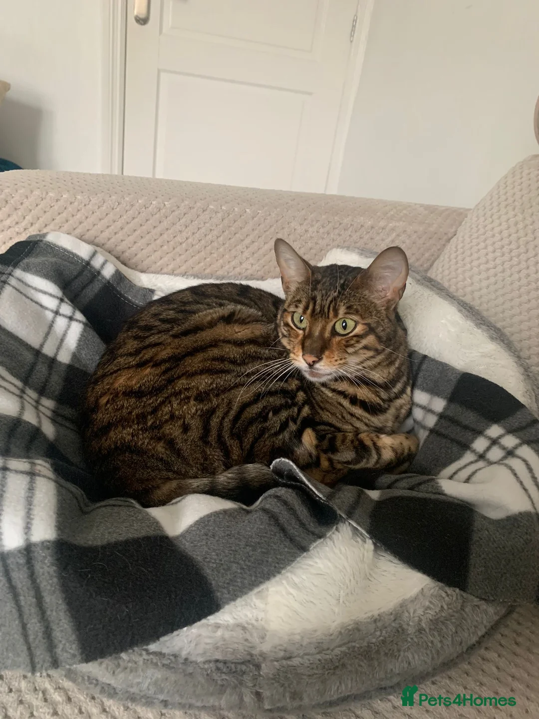 Toyger cats for sale: 2 3 year old toyger cats available for free  in Nelson - Advert 2