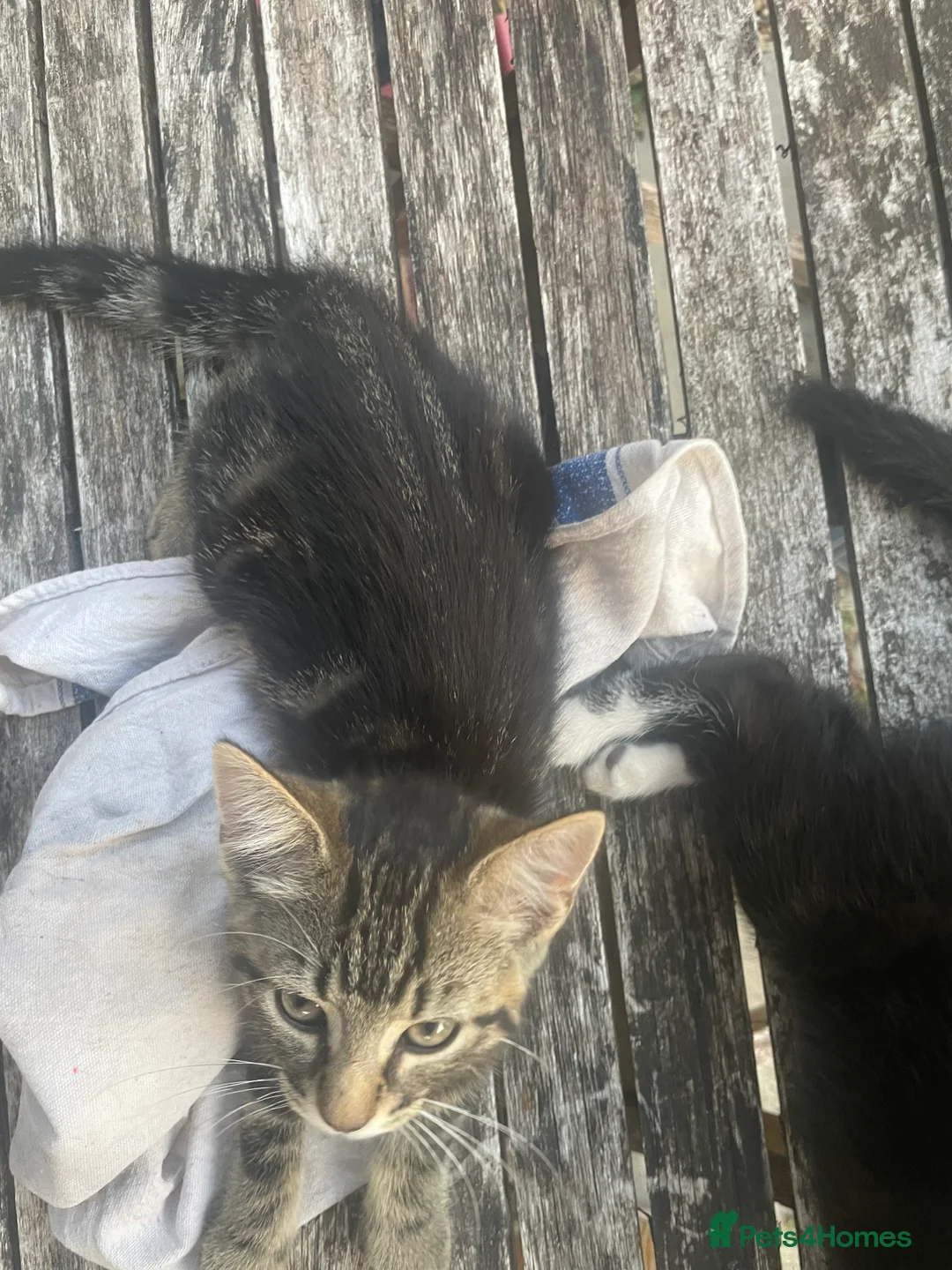 Mixed Breed cats for sale: 3 adorable kittens for sale  - Advert 16