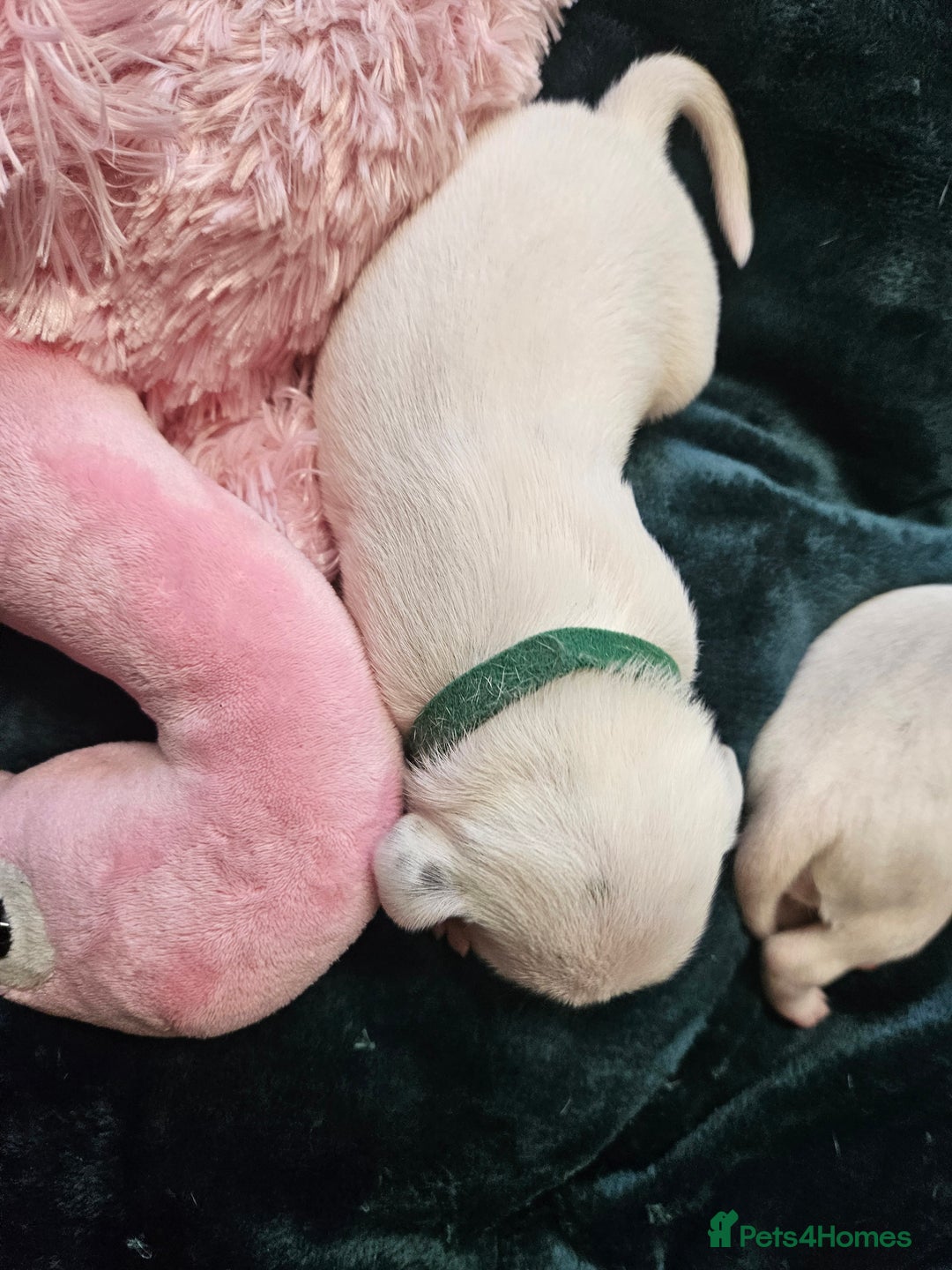 Dalmatian dogs for sale: 8 KC Dalmatian puppies  - Image 14