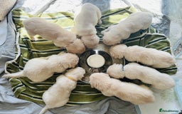Golden Retriever dogs for sale: 8 Outstanding Chunky Cream Golden Puppies  - Image 13