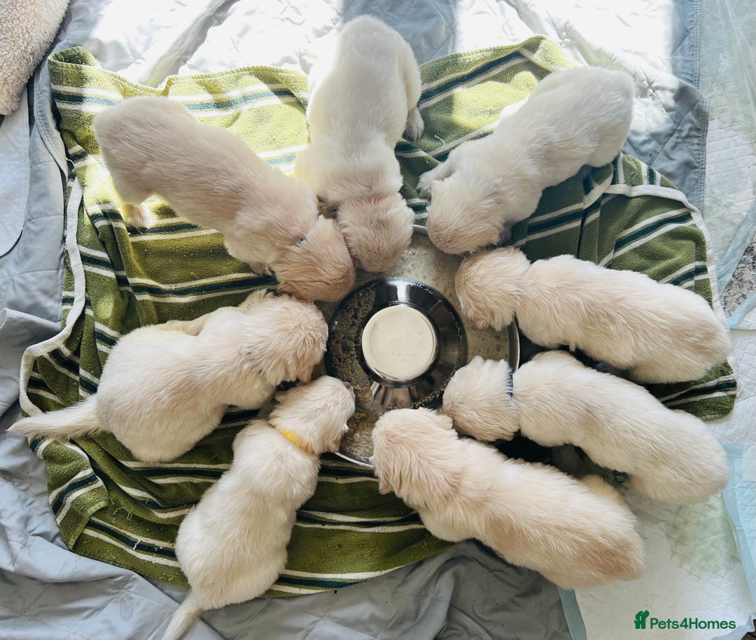 Golden Retriever dogs for sale: 8 Outstanding Chunky Cream Golden Puppies  - Image 13