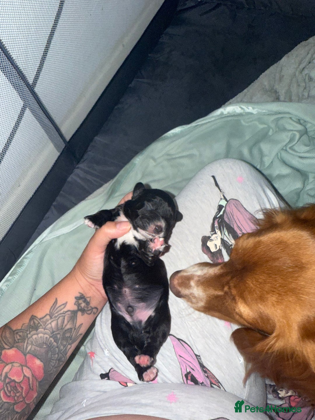Cocker Spaniel dogs for sale: Cocker spaniel pups - Image 2