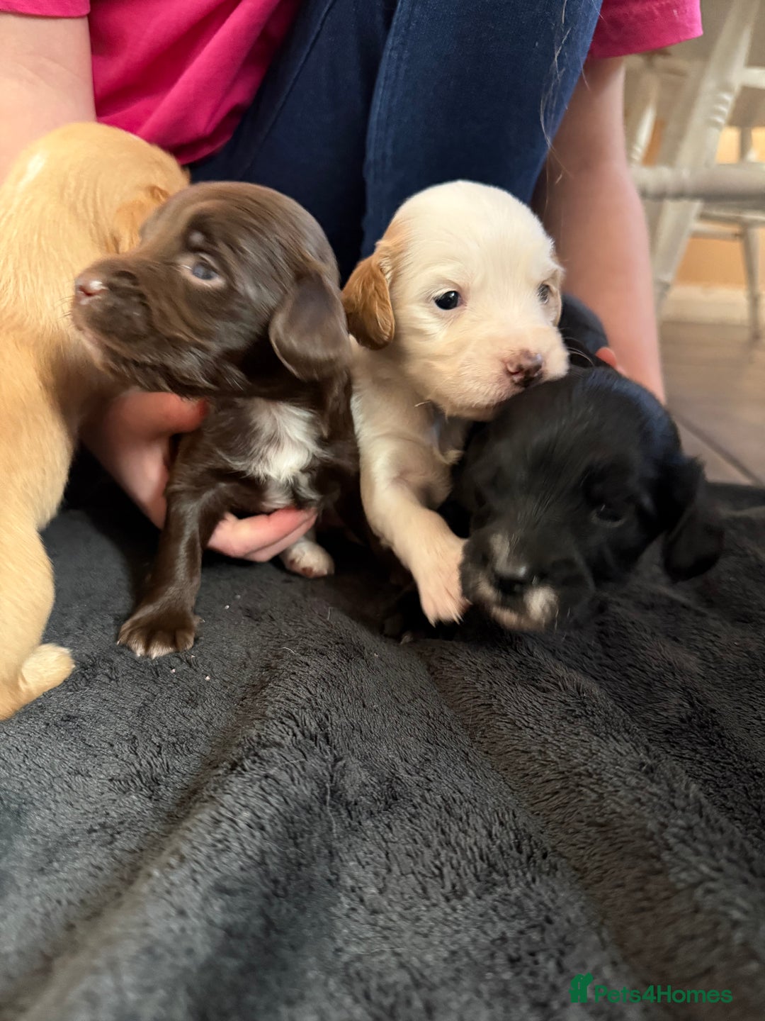 Mixed Breed dogs for sale: 2 beautiful sproodle girls - Advert 2