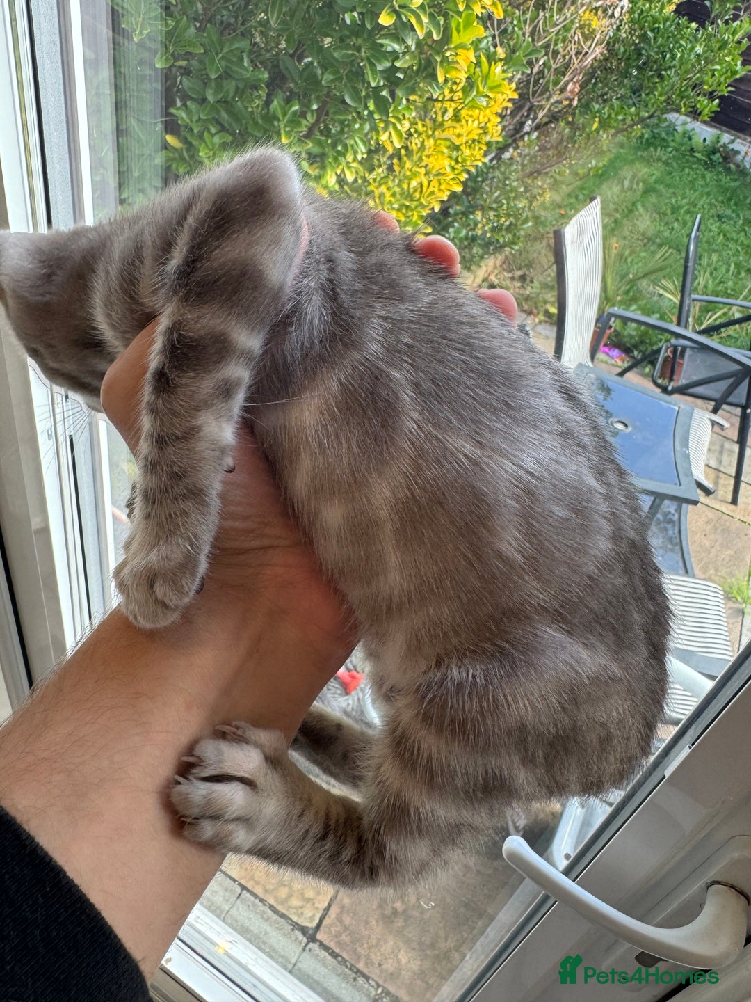 Bengal cats for sale: Beautiful Bengal Kittens Tica Registered 🌈🐾 - Image 22