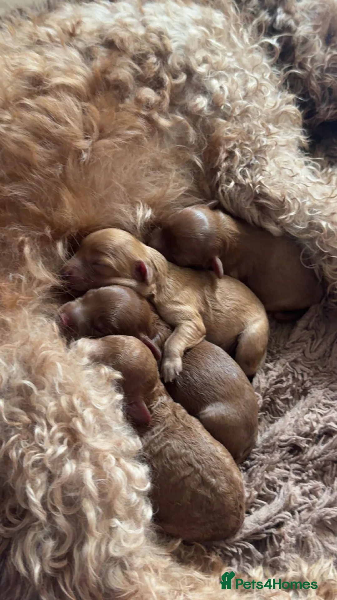 Cavapoo dogs for sale: Cavapoo F2  - Advert 2