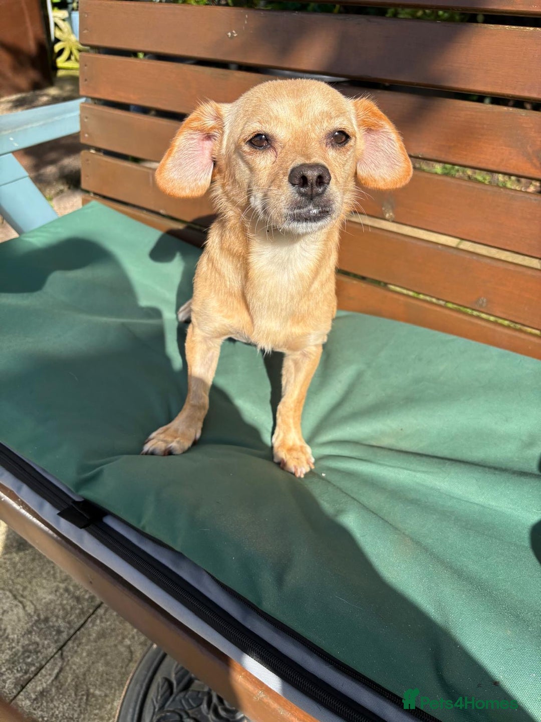 Mixed Breed dogs for adoption: Little Beea - Image 1