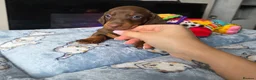 Miniature Dachshund dogs for sale: Kc Miniature Dachshunds ❤️ - Advert 5