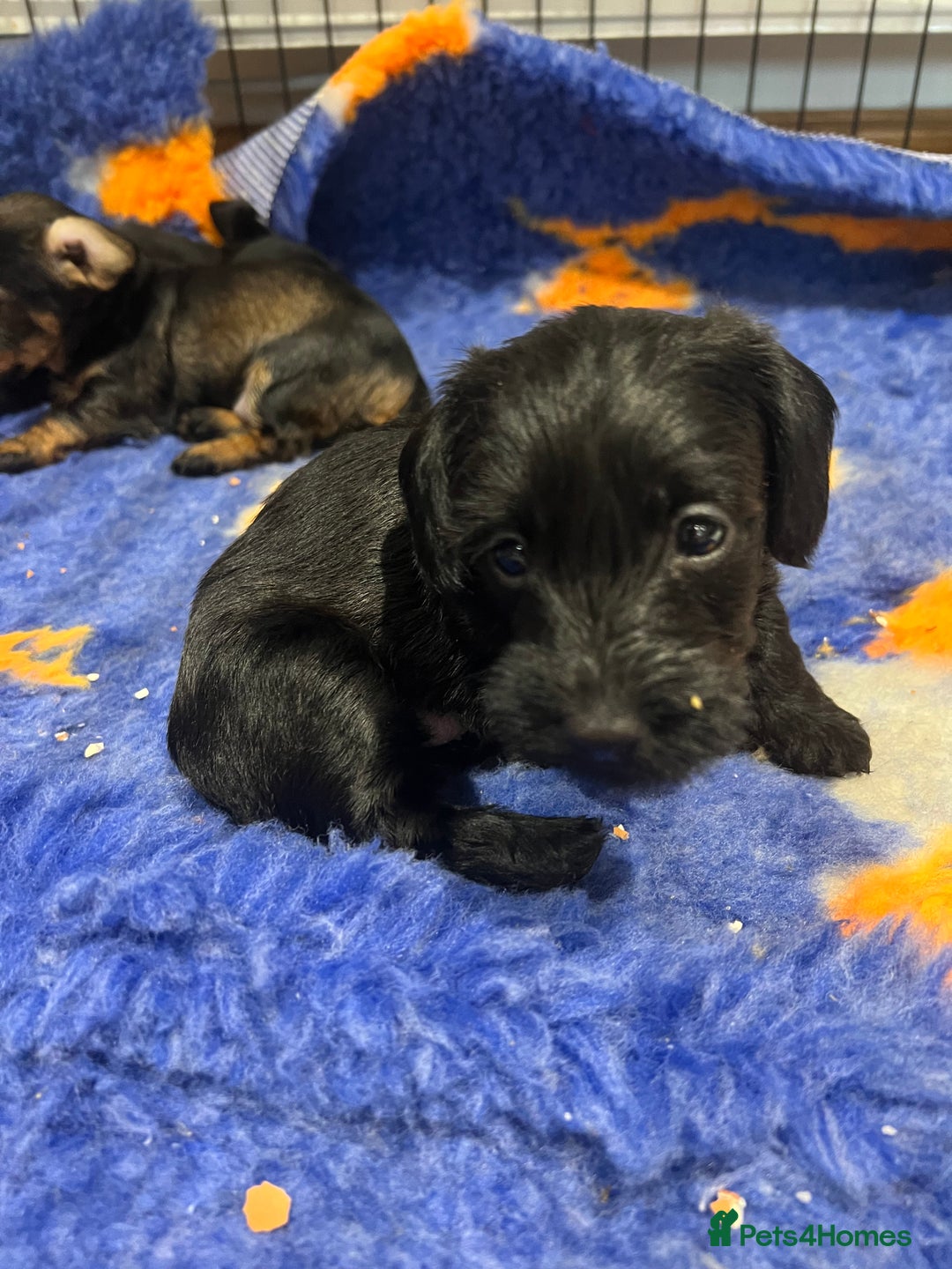 Miniature Dachshund dogs for sale: **Exceptionally well Raised Miniature Dachshunds** - Advert 28