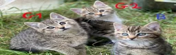 European cats for sale: 3 kittens for sale - Advert 3