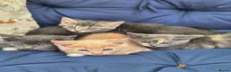 Mixed Breed cats for sale: Stunning kittens for sale  in Nottingham - Advert 1