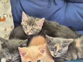 Mixed Breed cats Stunning kittens for sale - Advert 1