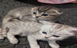 Scottish Fold cats for sale: 🐾 Beautiful Scottish Fold Kittens (3 Reserved) 🐾 - Image 11