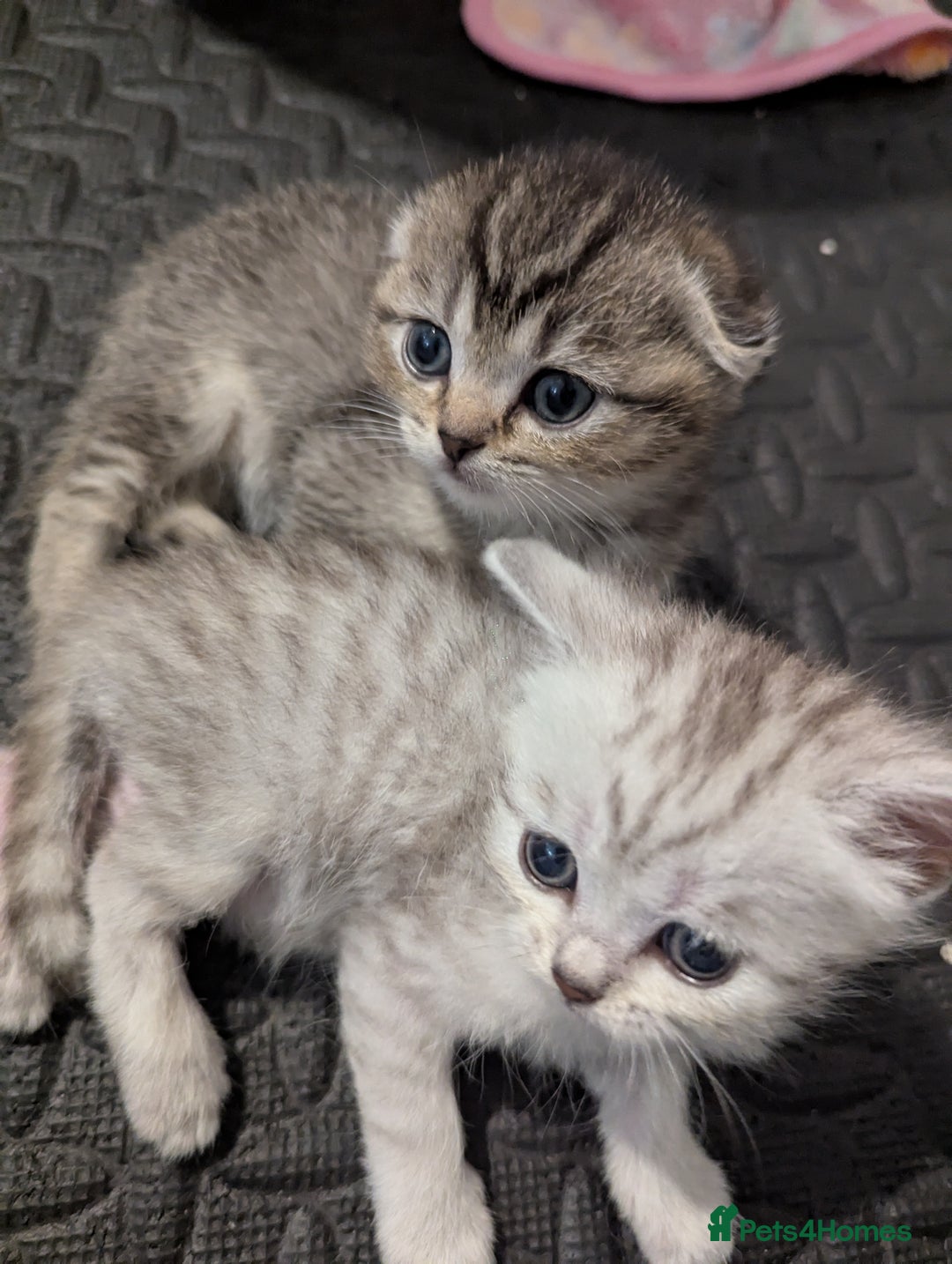 Scottish Fold cats for sale: 🐾 Beautiful Scottish Fold Kittens (3 Reserved) 🐾 - Image 11