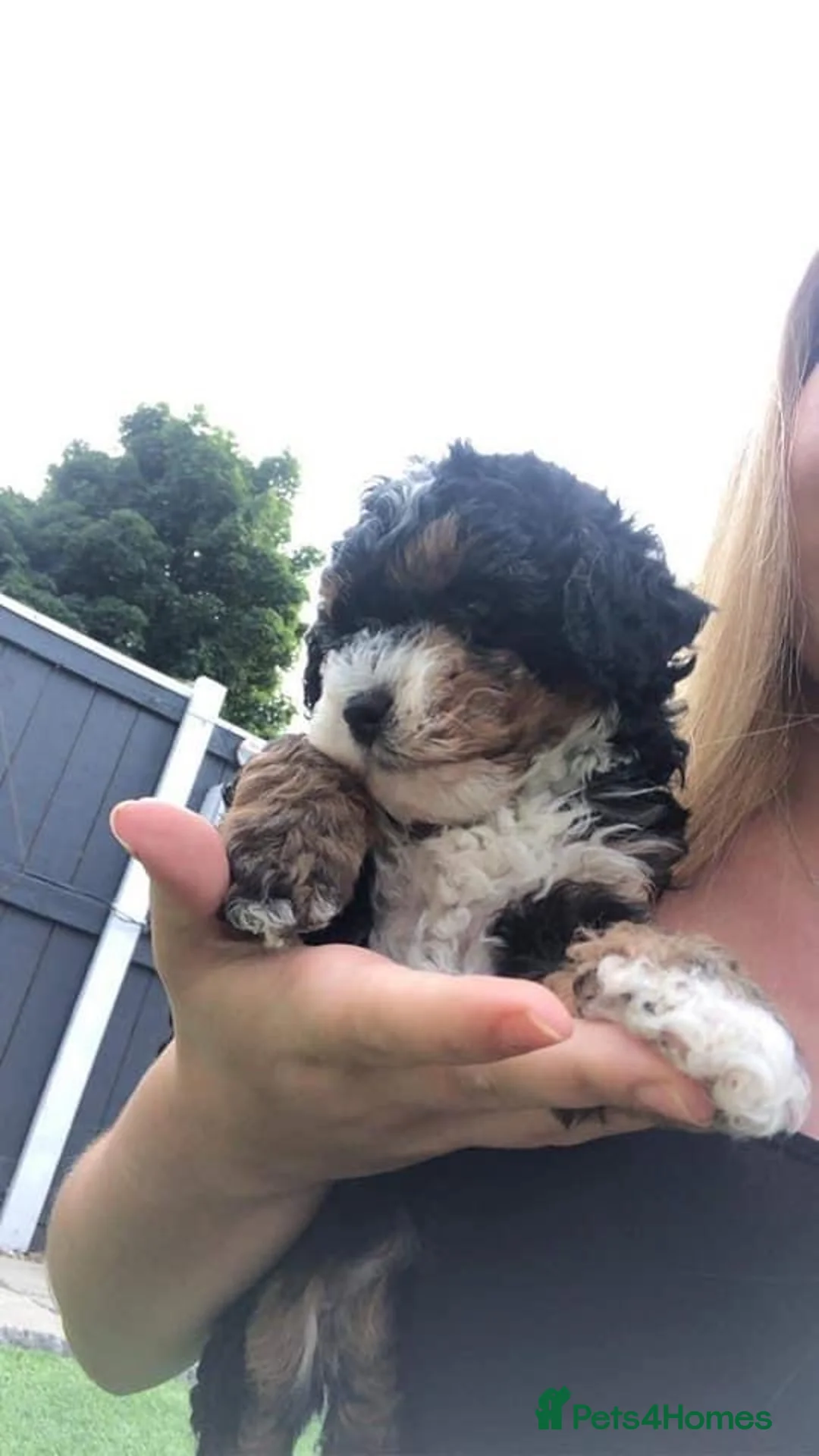 Toy Poodle dogs for stud: Tri Coloured Toy and Miniature studs in Northallerton - Advert 11