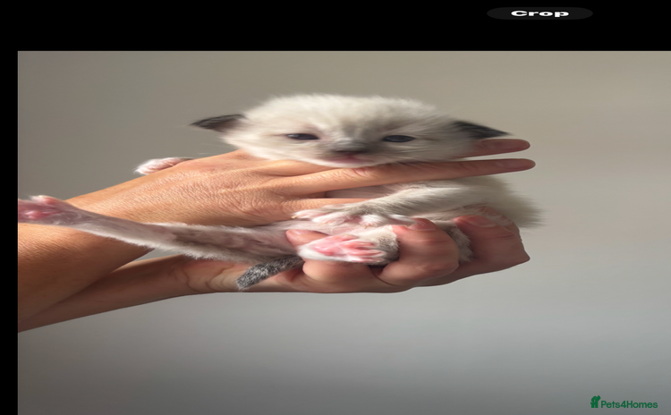 Ragdoll cats - Advert 15