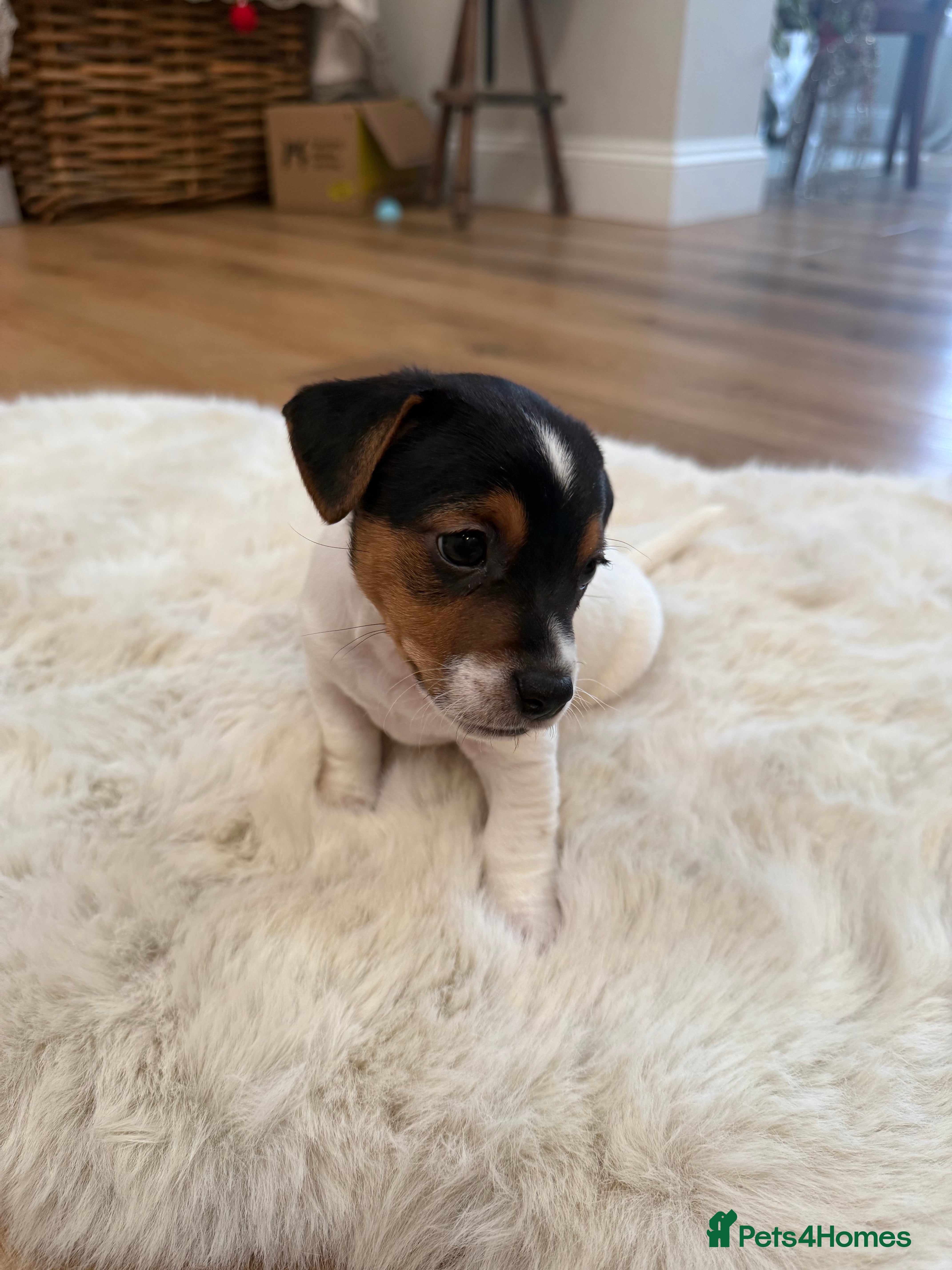 Jack Russell dogs Stunning Jack Russell puppies - Family home raised - Advert 4