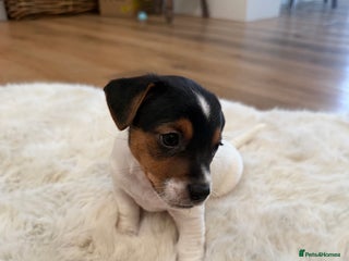 Jack Russell dogs Stunning Jack Russell puppies - Family home raised - Advert 4