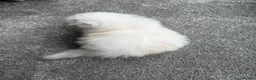 British Longhair cats for sale:  STUNNING RARE SILVER-GOLDEN BLH KITTENS AVAILABLE - Advert 12
