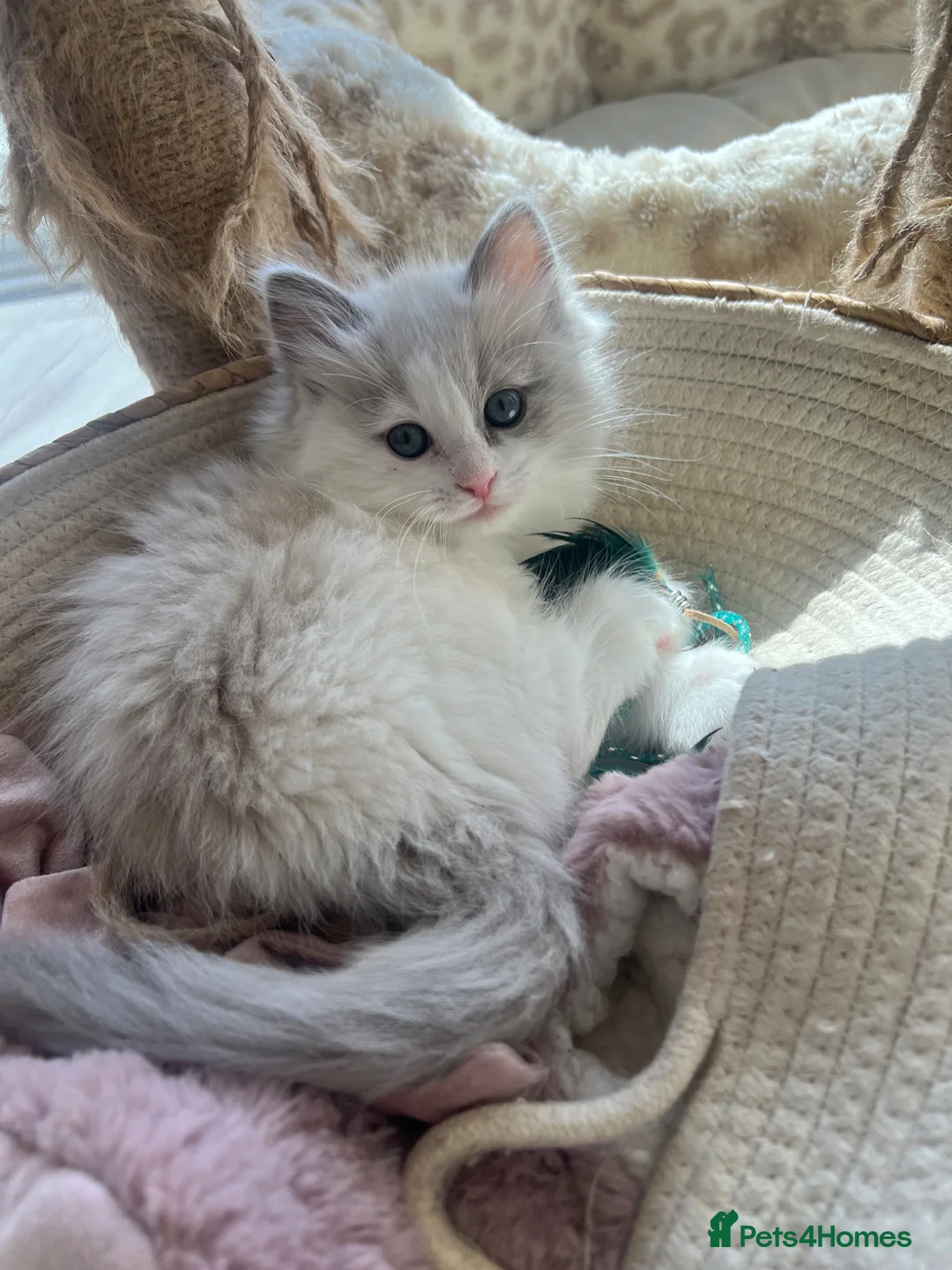 Ragdoll cats for sale: 🤍 READY NOW Lilac Mink Bicolour Cherubim Girl 🤍 - Advert 2