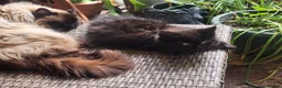 Ragdoll cats for sale: Beautiful half Ragdoll fluffy kittens - Advert 5