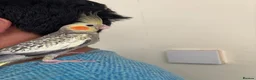 Cockatiels birds for sale: Beautiful young  friendly cockatiels  - Advert 6
