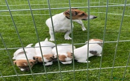 Jack Russell dogs for sale: Jack Russell puppies  - Image 1