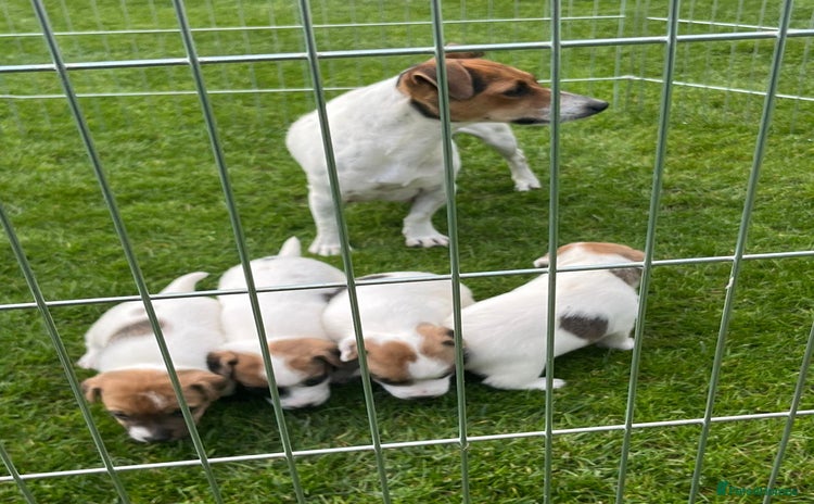 Jack Russell dogs - Advert 1