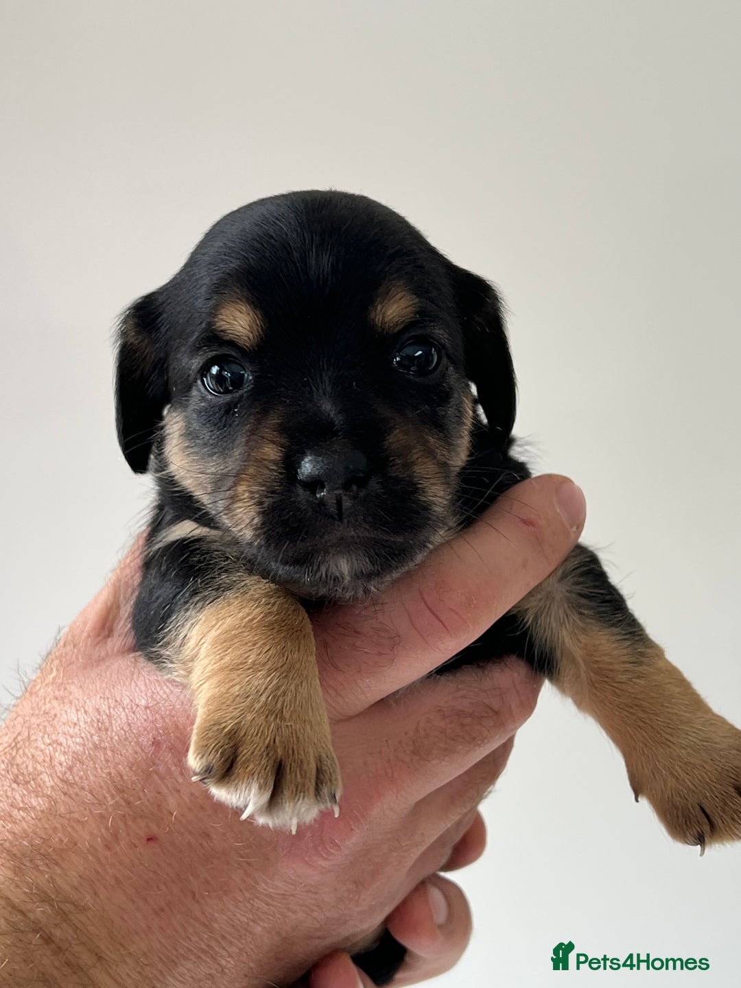 Jack Russell dogs for sale: Tri coloured Jack Russell puppies 🐶 - Image 3