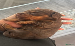 Cocker Spaniel dogs for sale: Cocker spaniel puppies  - Image 6