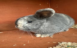 Mini Lop rabbits for sale: 2 female bonded mini lops for sale  - Advert 12