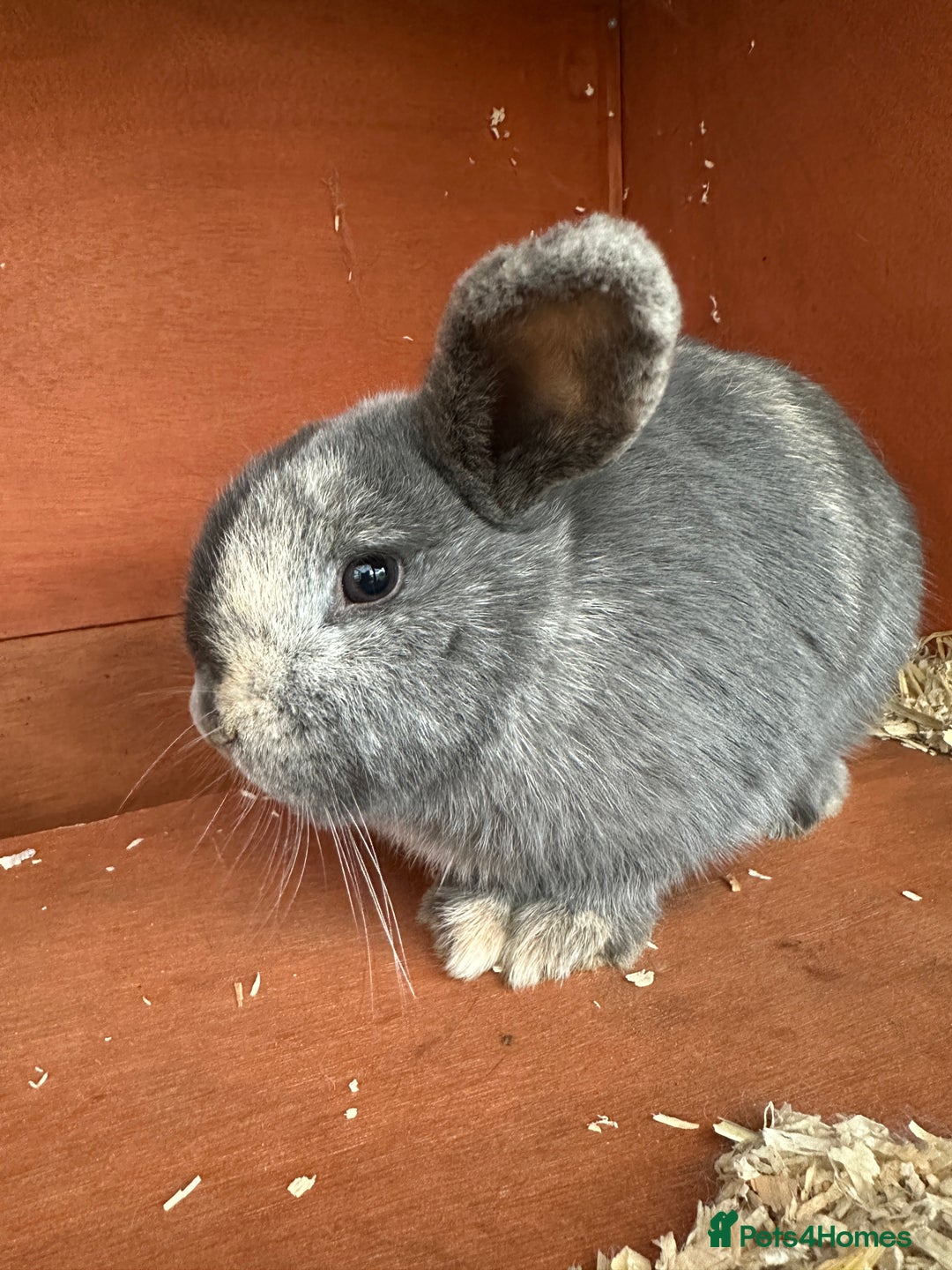 Mini Lop rabbits for sale: 2 female bonded mini lops for sale  - Advert 12
