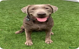 Labrador Retriever dogs for sale: Sweet❤️heart Labrador pups arriving soon! - Image 4