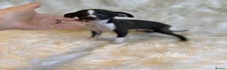 Italian Greyhound dogs for sale: ✨ KC Registered Italian Greyhound puppies ✨ - Advert 34