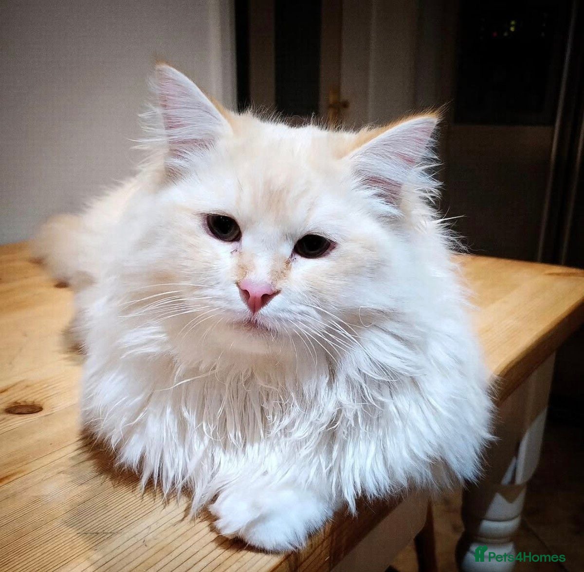 Siberian cats Stunning older Siberian cats for sale - Advert 1