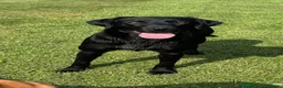 Labrador Retriever dogs for sale: *READY IN 1 WEEK* KC REG LABRADOR PUPS - Advert 8
