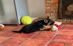 German Shepherd dogs for sale: 25 years experience  breeding German Shepherds - Image 25