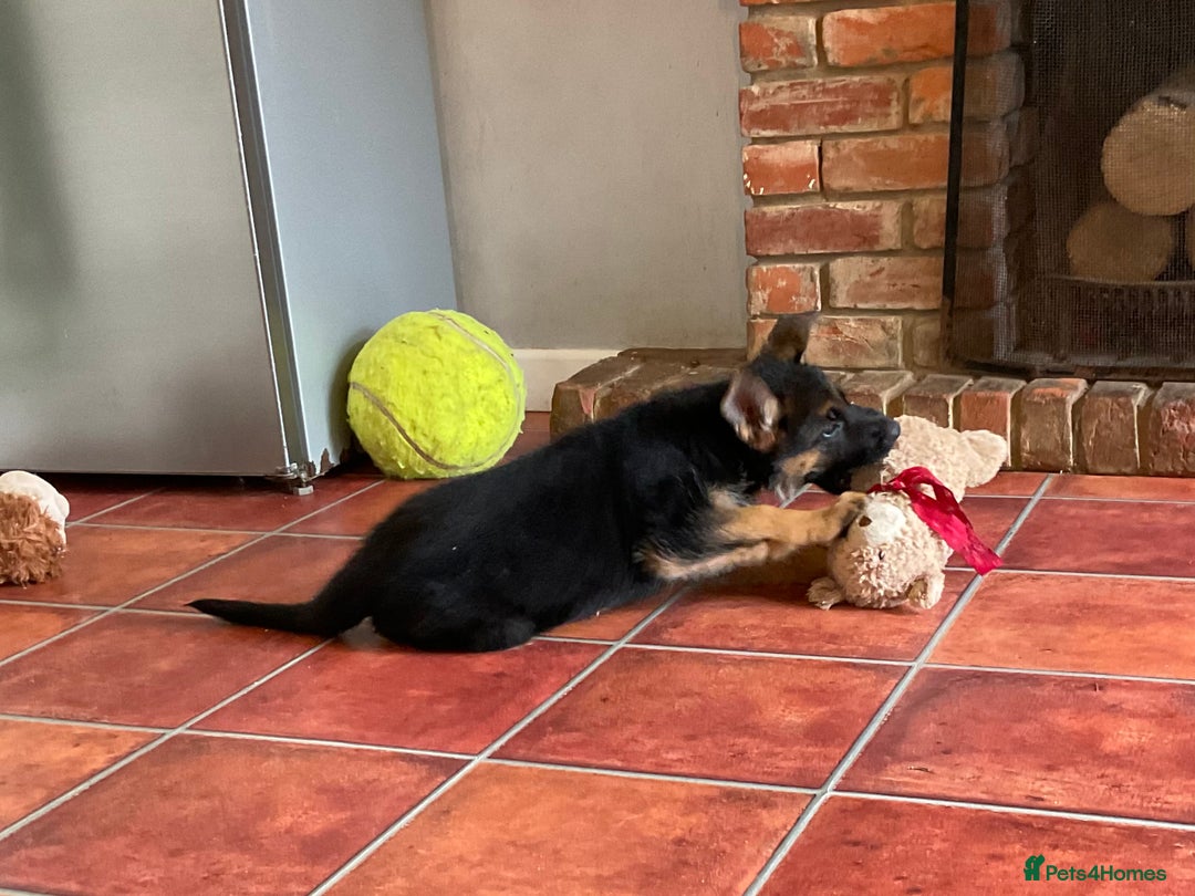German Shepherd dogs for sale: 25 years experience  breeding German Shepherds - Image 25