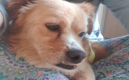 Mixed Breed dogs for adoption: 🐾 Roxy 💕 - Image 7