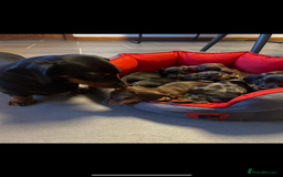 Miniature Dachshund dogs for sale: Miniature Dachshund  - Image 11