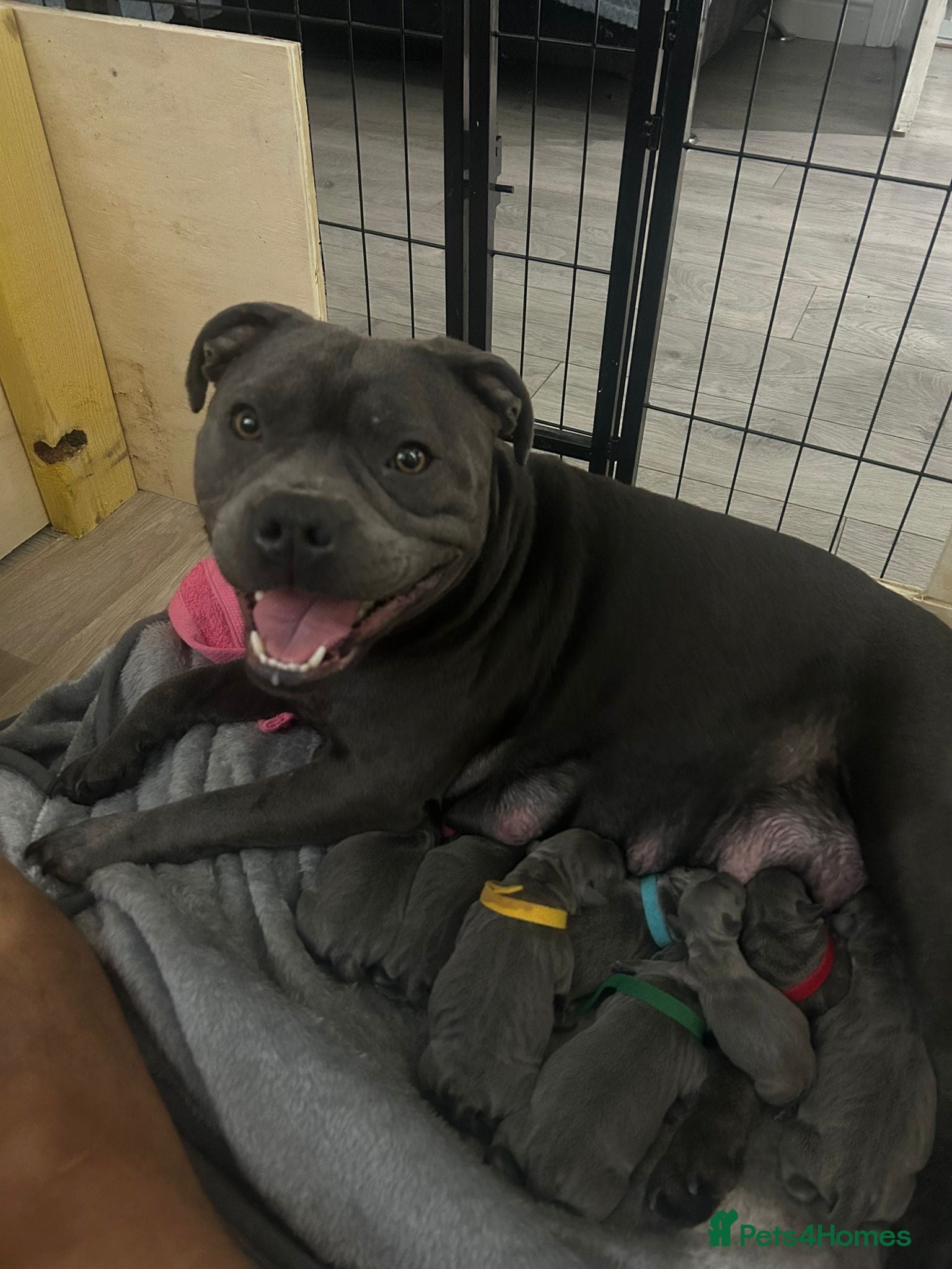 Staffordshire Bull Terrier dogs Blue Staffordshire bull terrier puppies  - Advert 2