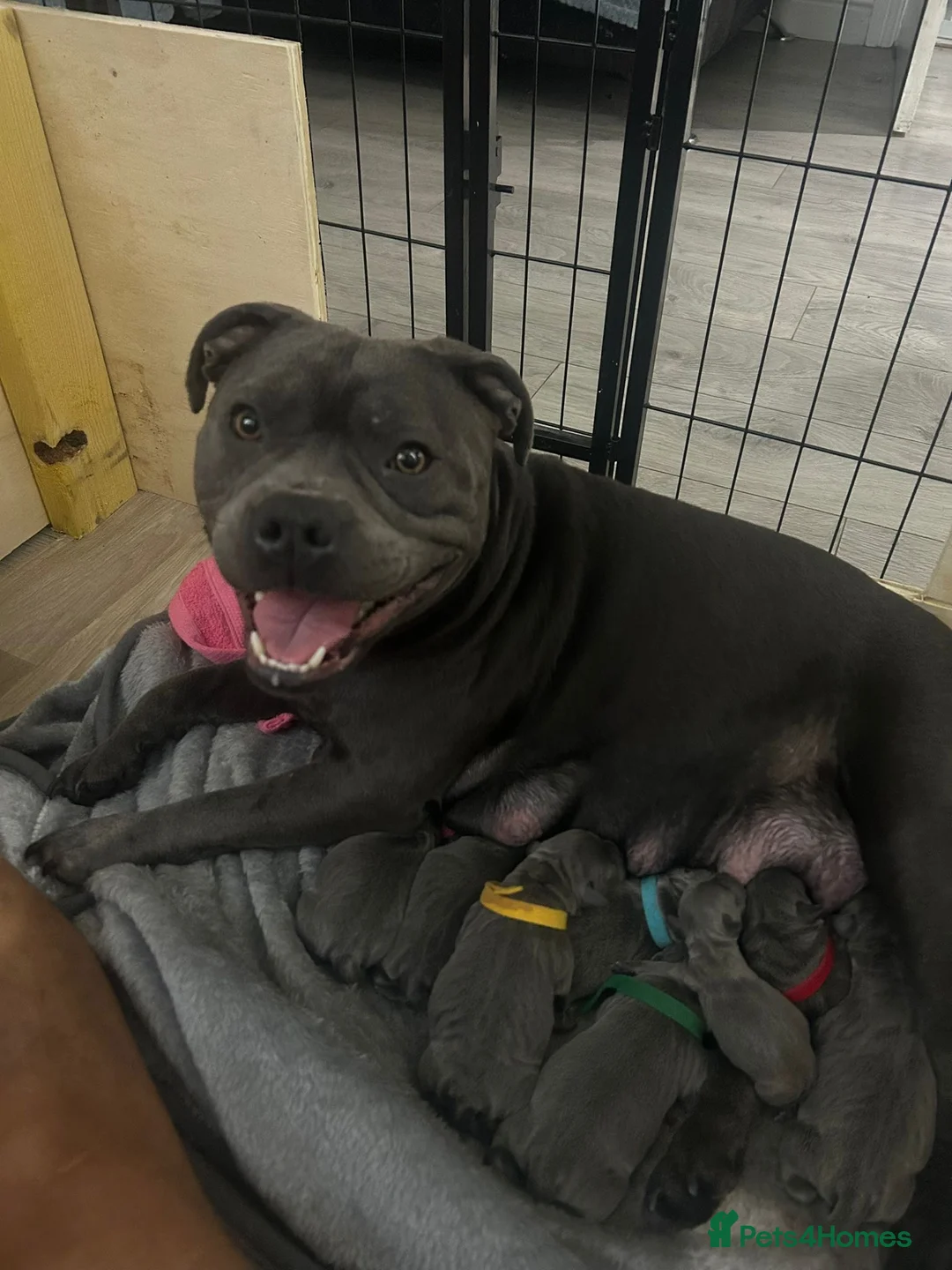 Staffordshire Bull Terrier dogs for sale: Blue Staffordshire bull terrier puppies  - Advert 1