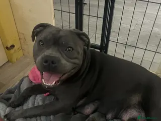 Staffordshire Bull Terrier dogs Blue Staffordshire bull terrier puppies - Advert 2