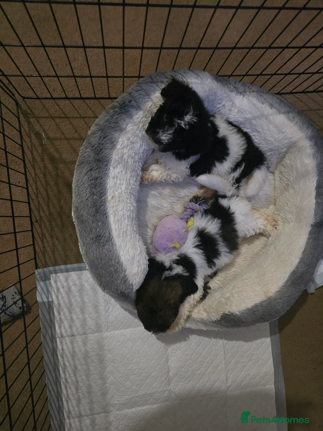 Mixed Breed dogs for sale: Bichon puppies  - Advert 10