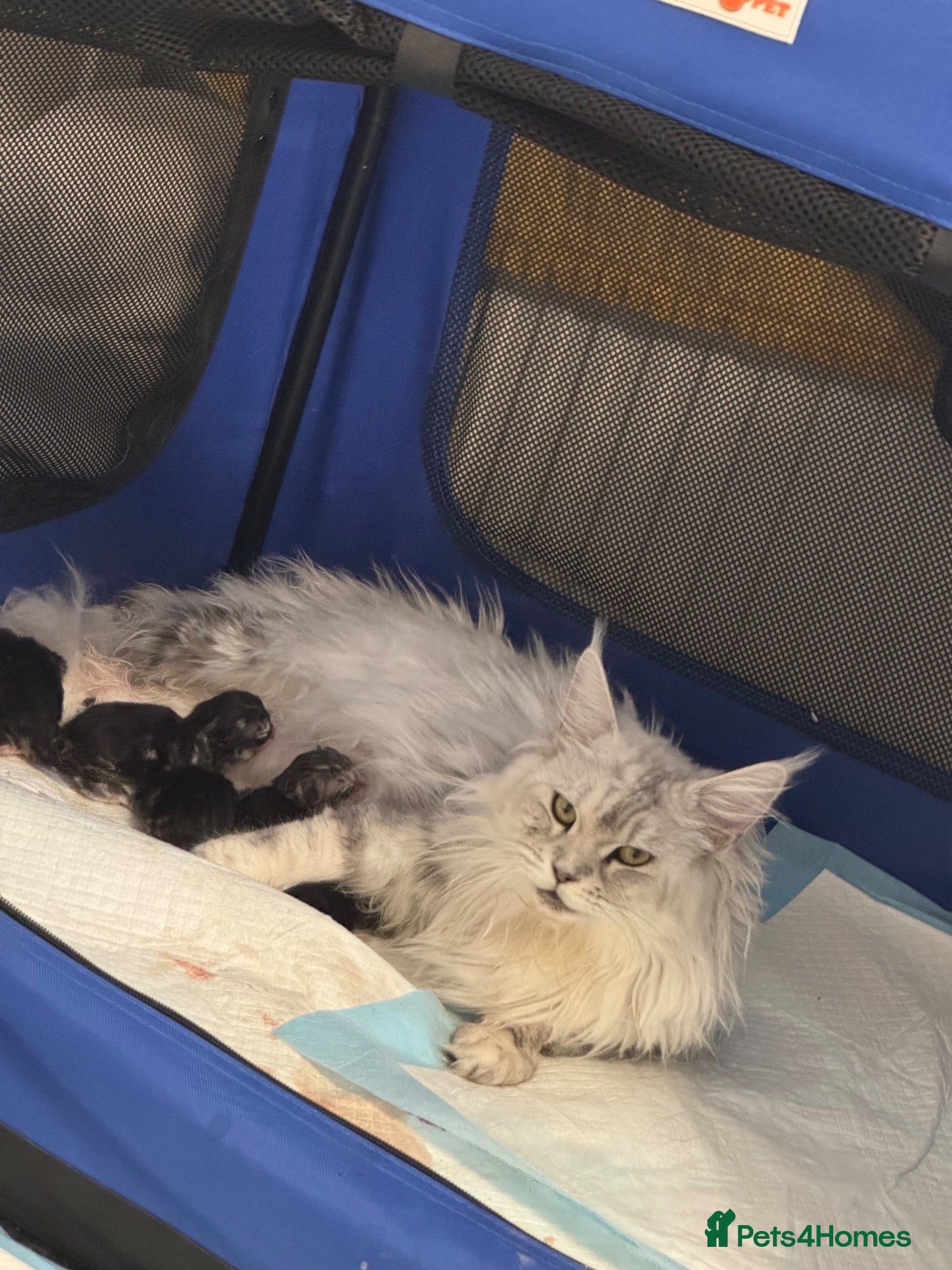Maine Coon cats 🌟🌟 Amazing Kittens Maine Coon 🌟🌟 - Advert 2