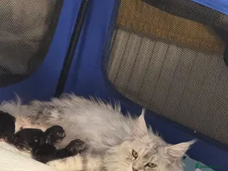 Maine Coon cats 🌟🌟 Amazing Kittens Maine Coon 🌟🌟 - Advert 2