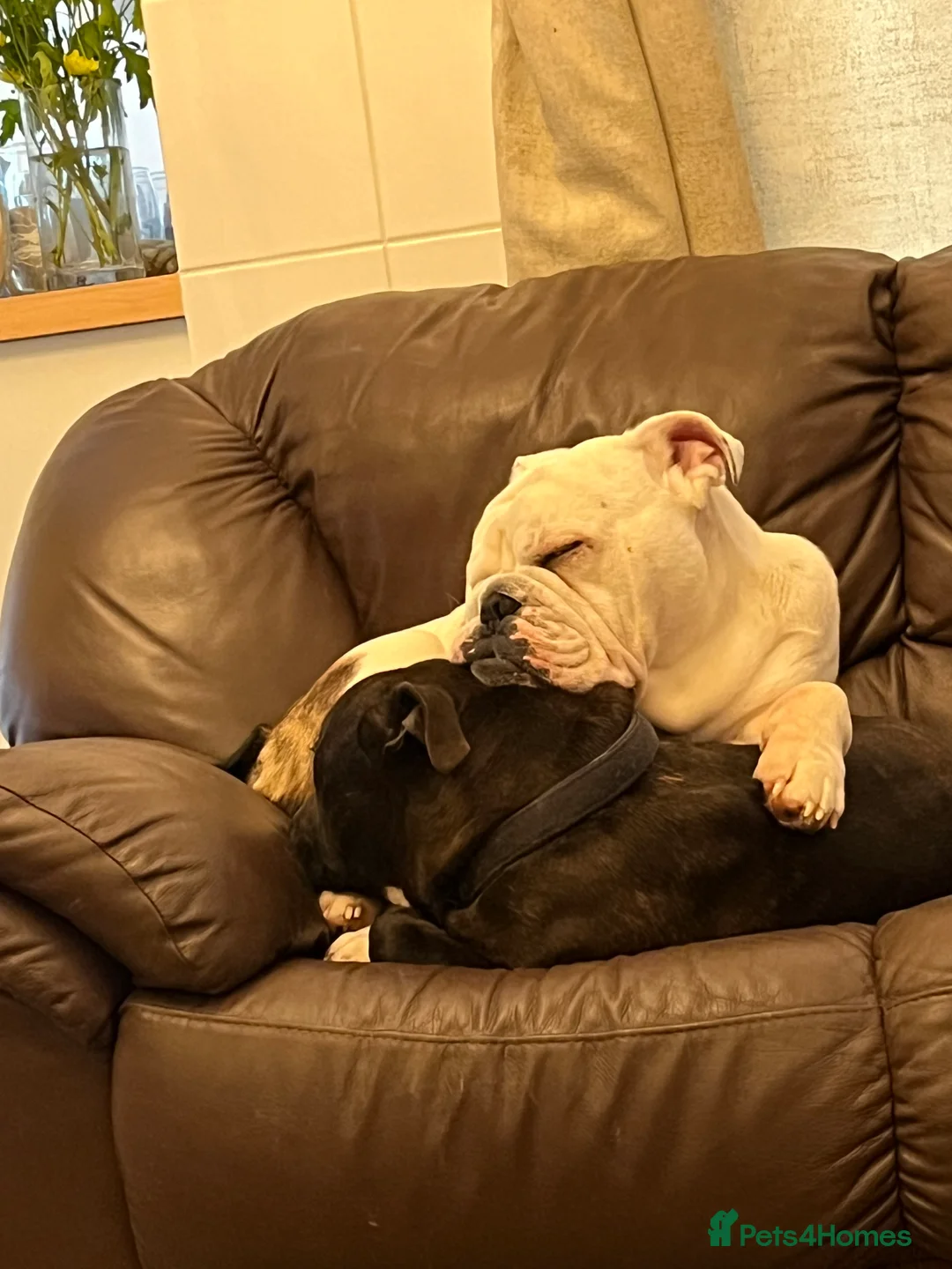 English Bulldog dogs for sale: Reluctant sale following husbands death in Ryde - Advert 7