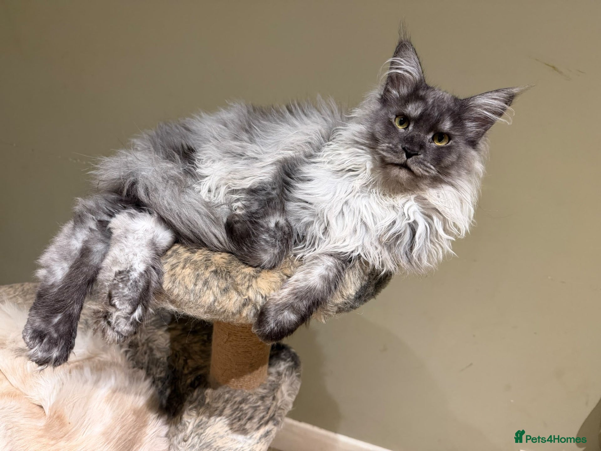 Maine Coon cats ⚜️ championline maine coon kittens ⚜️ polydactyl - Advert 2